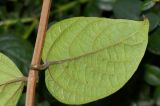 Clerodendrum splendens