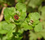 Chrysosplenium ramosum