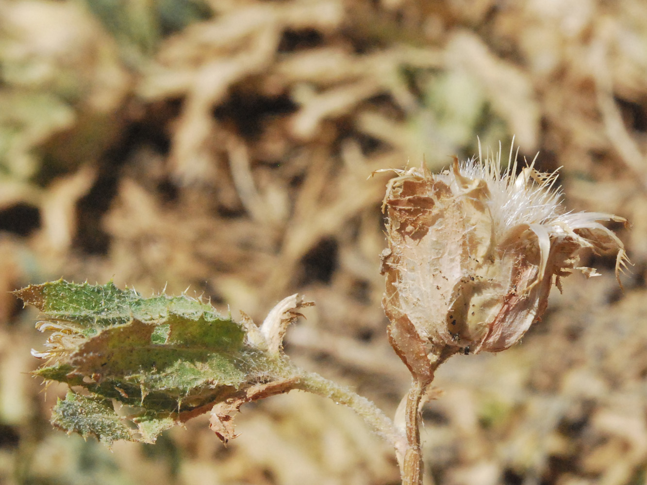 Изображение особи Centaurea benedicta.