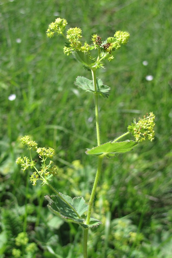 Изображение особи Alchemilla tytthantha.