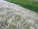 Stipa lessingiana. Аспект плодоносящих растений на южном склоне балки в солонцеватой степи. Саратовская обл., Саратовский р-н. 2 июня 2012 г.