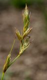 Carex arenaria