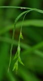 Carex egena