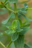 Hypericum perforatum