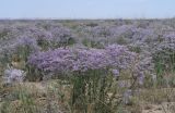 Limonium popovii