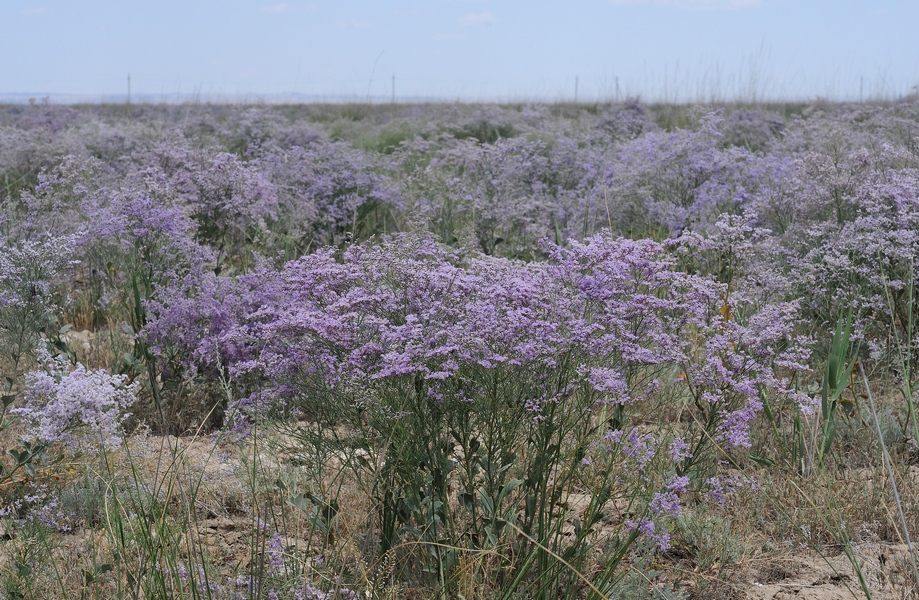 Изображение особи Limonium popovii.