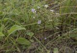 Dontostemon dentatus