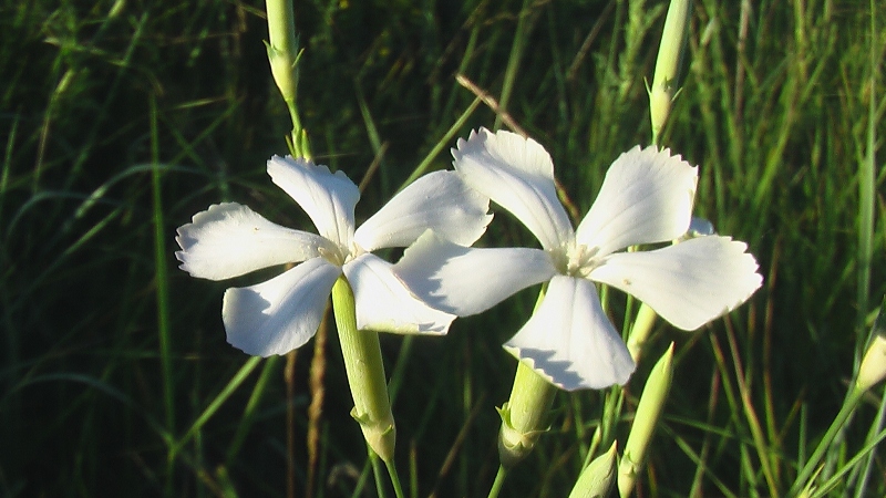 Изображение особи Dianthus lanceolatus.