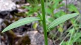 Erysimum hieraciifolium