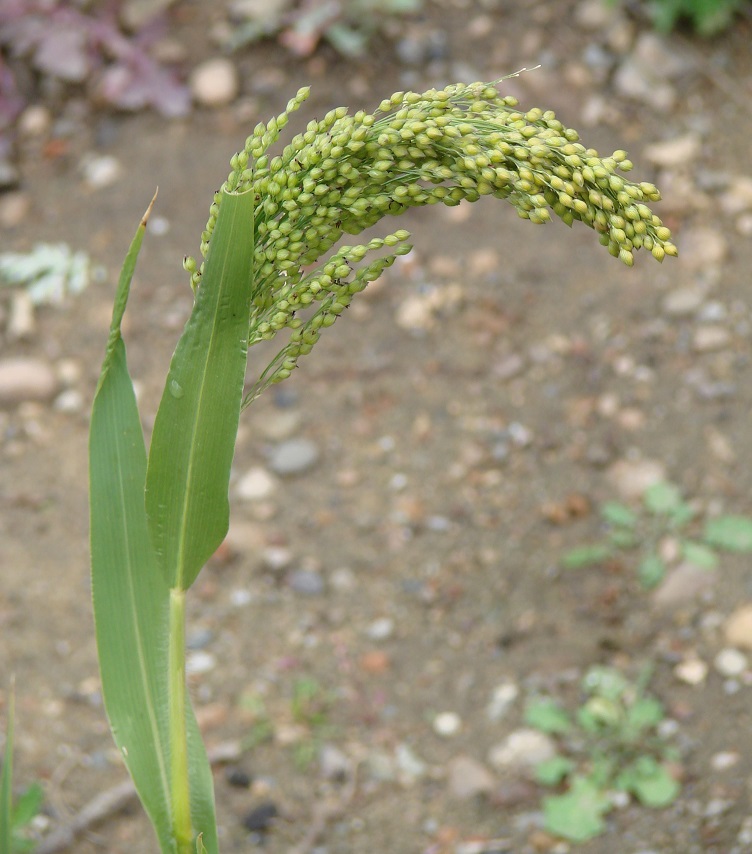 Изображение особи Panicum miliaceum.