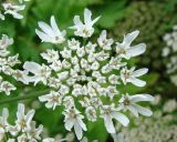 Heracleum sosnowskyi