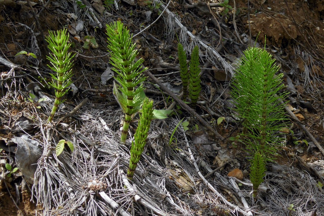 Изображение особи Equisetum telmateia.