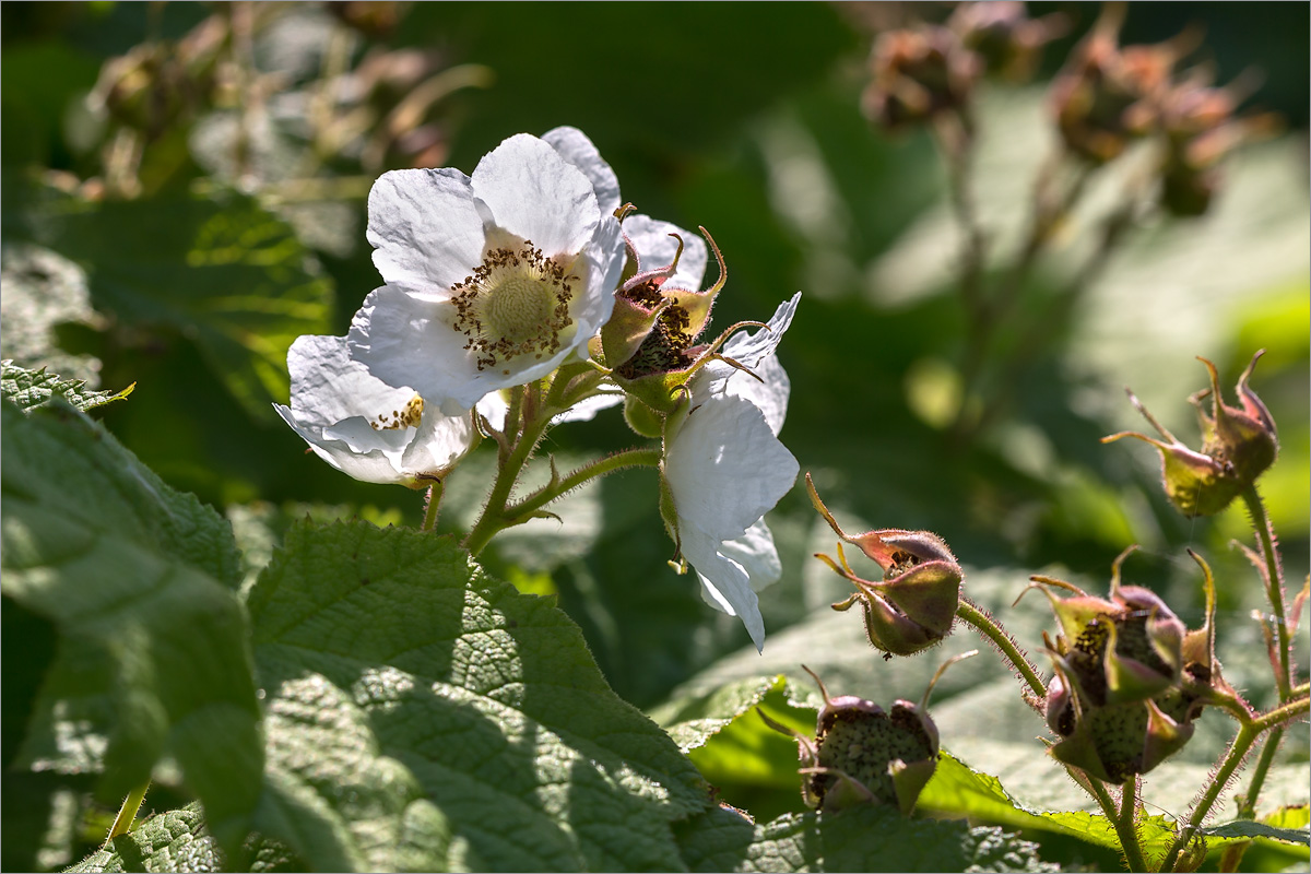 Изображение особи Rubus parviflorus.