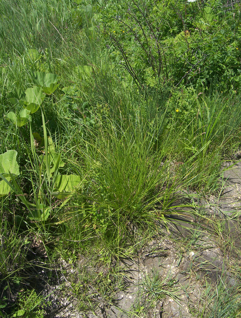 Изображение особи Carex paniculata.