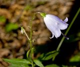 Adenophora liliifolia. Верхушка цветущего растения. Южный Урал, Челябинская обл., р. Ай, правый берег ниже пос. Межевой, опушка леса. 9 июля 2016 г.