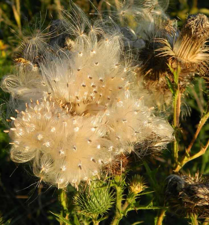 Изображение особи Cirsium vulgare.