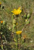 Hieracium virosum. Верхушка цветущего растения. Крым, гора Северная Демерджи, склон яйлы. 1 октября 2016 г.