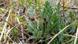 Papaver подвид gracile