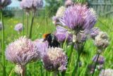 Allium schoenoprasum