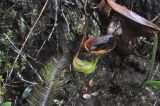 Nepenthes lowii. Ловчие кувшинчики. Малайзия, о-в Борнео, штат Сабах, гребень на вершине горного массива Трас-Мади, ≈ 2600 м н.у.м, тропический дождевой лес. 24 февраля 2013 г.