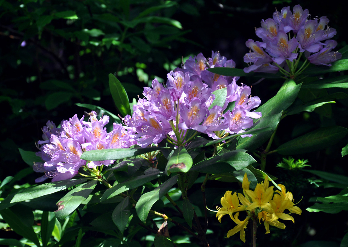 Изображение особи Rhododendron ponticum.