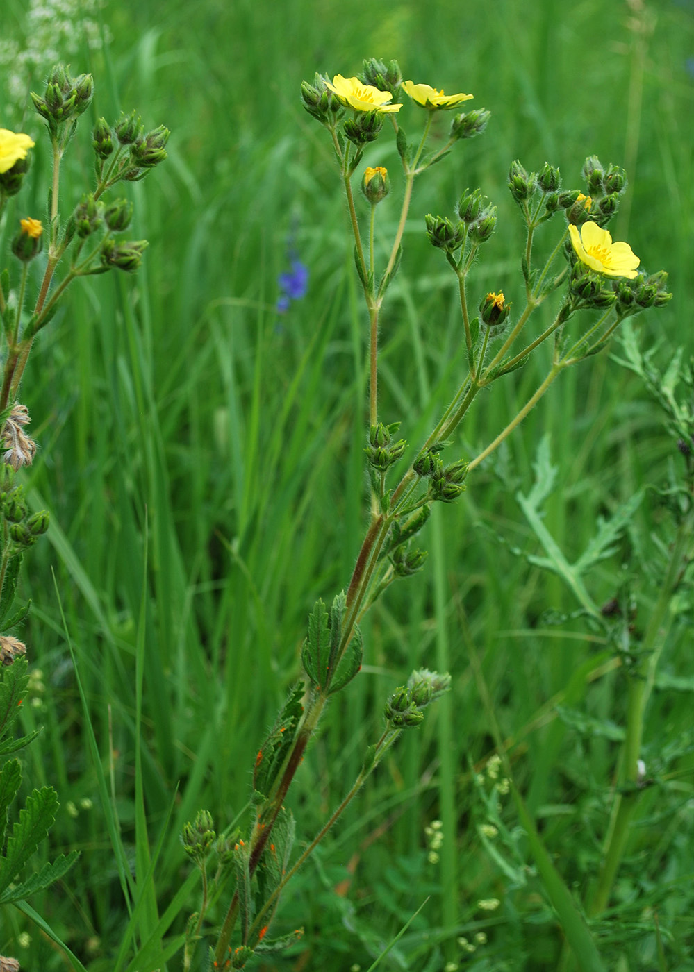 Изображение особи Potentilla obscura.