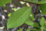 Salix jenisseensis. Лист. Сахалинская обл., Охинский р-н; п-в Шмидта, бассейн р. Пильво, заросшая грунтовая дорога. 14.07.2017.