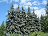 Picea pungens форма glauca. Взрослые деревья. Иркутская обл., г. Иркутск, Ботанический сад ИГУ. 21.07.2017.