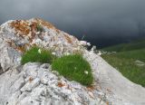 Gypsophila tenuifolia. Цветущие растения. Кавказский биосферный заповедник, Фишт-Оштенский массив, юго-восточный отрог горы Оштен, ≈ 2400 м н.у.м., в расщелине скалы. 24.07.2017.