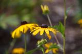 Rudbeckia fulgida