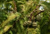 Metasequoia glyptostroboides