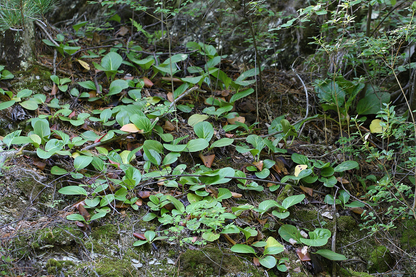Image of Bergenia crassifolia specimen.