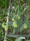 Fritillaria bithynica