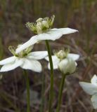 Parnassia palustris. Цветок. Магаданская обл., Ольский р-н, шоссе Магадан-Ола, поляна в лиственичнике около дороги. 22.07.2013.