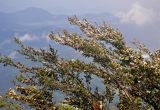 Leptospermum polygalifolium. Ветви цветущего кустарника. Малайзия, Камеронское нагорье, гора Ирау, ≈ 2100 м н.у.м., опушка туманного (мохового) леса. 04.05.2017.