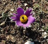 Pulsatilla taurica