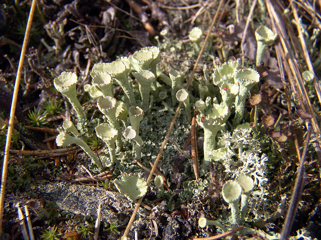 Изображение особи род Cladonia.