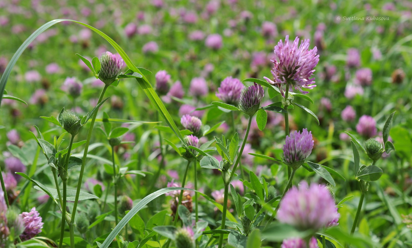 Изображение особи Trifolium pratense.