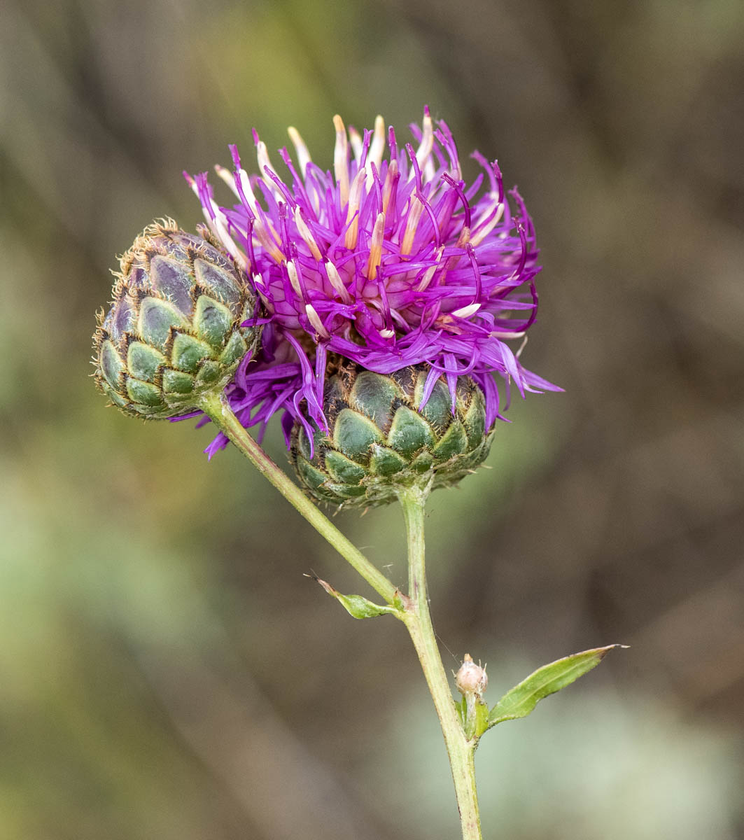 Изображение особи Centaurea adpressa.