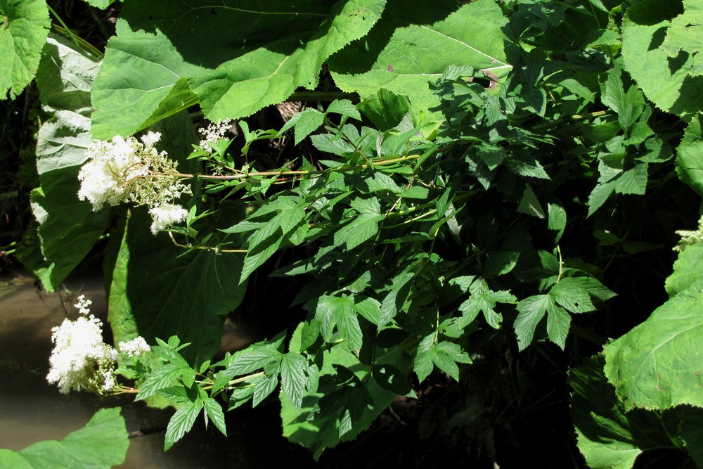 Изображение особи Filipendula ulmaria.