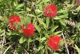 Callistemon citrinus