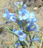 Penstemon glaber