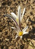 Colchicum kesselringii