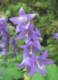 Campanula sarmatica