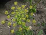 Angelica sachokiana