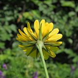 Tragopogon pratensis