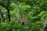 Robinia pseudoacacia