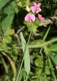 Lathyrus sylvestris