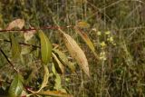 Salix pentandra. Побеги. Калужская обл., Спас-Деменский р-н, окр. Малого Игнатовского болота близ истока р. Вдовчанка, слегка заболоченный луг. 10 сентября 2022 г.