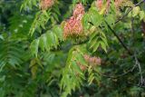 Ailanthus altissima. Ветви с соплодиями. Республика Абхазия, долина р. Кяласур. 23.08.2009.